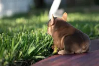 Diesel, a male French Bulldog for sale in Miami, FL – 8 of 10