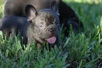 Coco Chanel, a female French Bulldog for sale in Miami, FL – 6 of 10