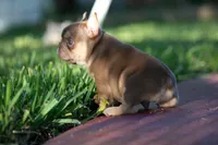 Diesel, a male French Bulldog for sale in Miami, FL – 6 of 10