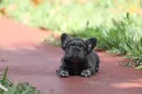Fendi, a female French Bulldog for sale in Miami, FL – 5 of 8