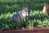 Prada, a female French Bulldog for sale in Miami, FL – 6 of 9