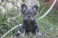 Fendi, a female French Bulldog for sale in Miami, FL – 3 of 8