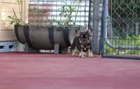 Audrey, a female French Bulldog for sale in Miami, FL – 5 of 10