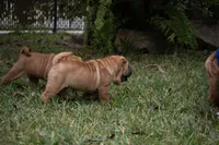 processed/3e9ea4a4-34bd-4fe9-800c-74ea14926900/listing/a80d69d3-1d46-4812-b7e5-4ac0f5cae049/3d9de1ba-66c3-4cdc-909f-4d371752e9bf