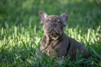 Tiffany, a female French Bulldog for sale in Miami, FL – 3 of 8