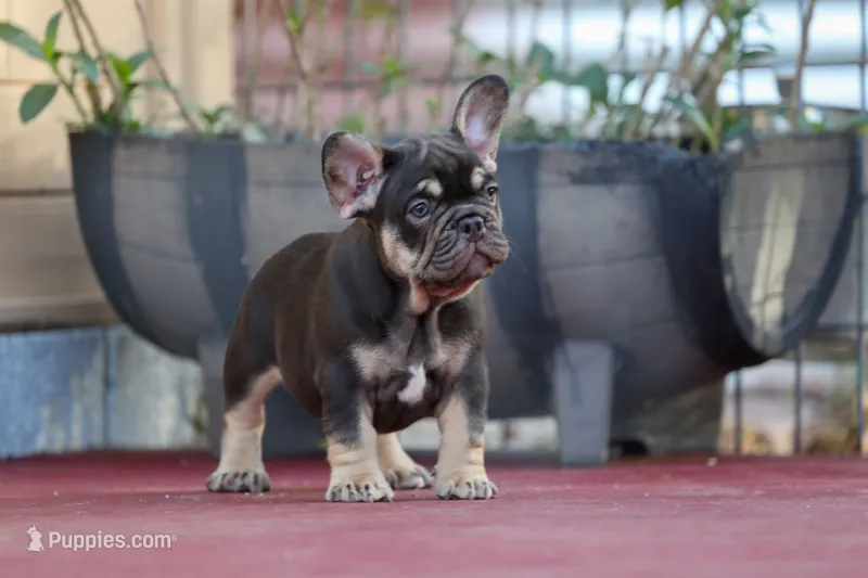 Audrey – French Bulldog puppy for sale in Miami, FL