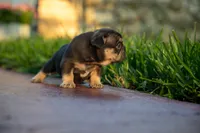 Audrey, a female French Bulldog for sale in Miami, FL – 2 of 4