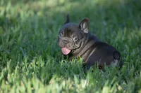 Coco Chanel, a female French Bulldog for sale in Miami, FL – 5 of 10