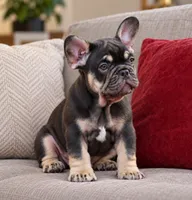 Audrey, a female French Bulldog for sale in Miami, FL – 9 of 10