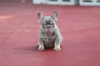 Prada, a female French Bulldog for sale in Miami, FL – 3 of 10