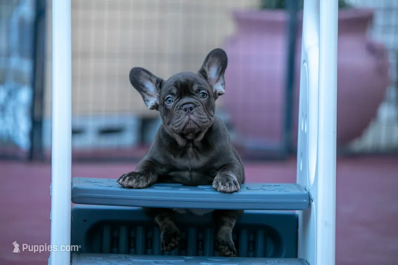 Coco Chanel – French Bulldog puppy for sale in Miami, FL