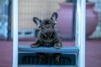 Coco Chanel, a female French Bulldog for sale in Miami, FL – 8 of 10