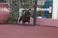 Coco Chanel, a female French Bulldog for sale in Miami, FL – 6 of 10