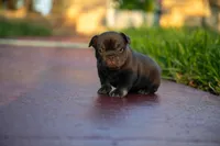 Coco Chanel, a female French Bulldog for sale in Miami, FL – 10 of 10