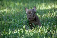 Tiffany, a female French Bulldog for sale in Miami, FL – 4 of 8