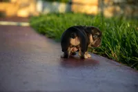 Audrey, a female French Bulldog for sale in Miami, FL – 4 of 4