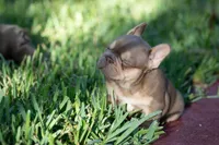 Diesel, a male French Bulldog for sale in Miami, FL – 5 of 10