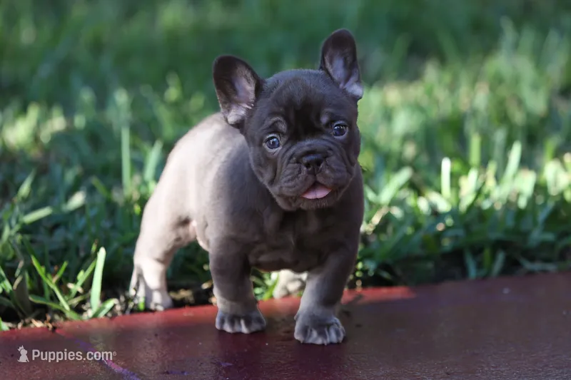 Coco Chanel – French Bulldog puppy for sale in Miami, FL