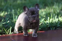 Coco Chanel, a female French Bulldog for sale in Miami, FL – 1 of 10