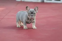 Prada, a female French Bulldog for sale in Miami, FL – 10 of 10