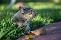 Prada, a female French Bulldog for sale in Miami, FL – 2 of 9