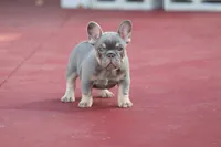 Prada, a female French Bulldog for sale in Miami, FL – 5 of 10