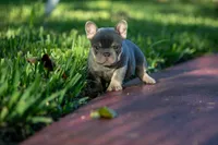 Prada, a female French Bulldog for sale in Miami, FL – 4 of 9