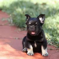 Naomi, a female French Bulldog for sale in Miami, FL – 8 of 10