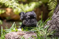 Naomi, a female French Bulldog for sale in Miami, FL – Photo 3 of 10