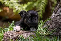 Naomi, a female French Bulldog for sale in Miami, FL – Photo 8 of 10