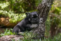 Naomi, a female French Bulldog for sale in Miami, FL – Photo 7 of 10