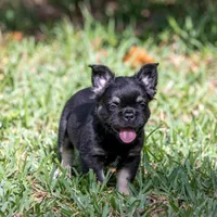 Naomi, a female French Bulldog for sale in Miami, FL – Photo 10 of 10