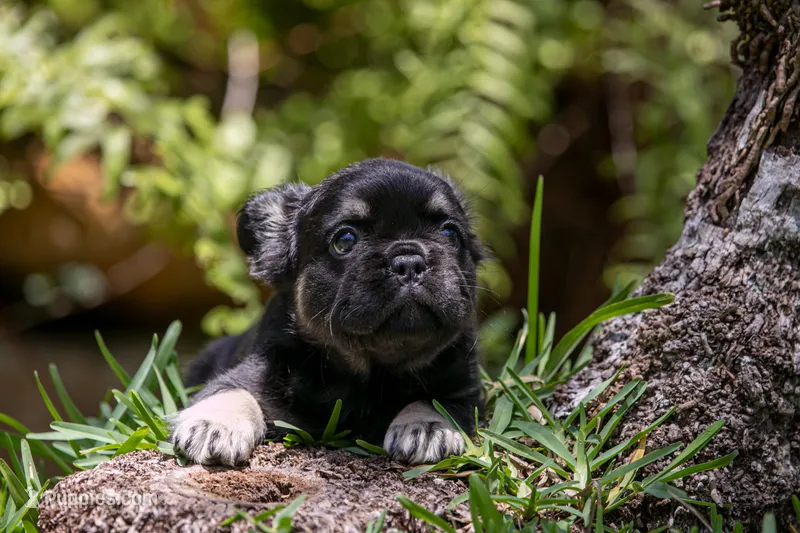 Naomi – French Bulldog puppy for sale in Miami, FL