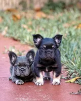 Naomi, a female French Bulldog for sale in Miami, FL – 9 of 10