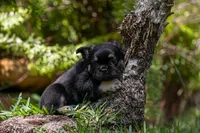 Naomi, a female French Bulldog for sale in Miami, FL – Photo 5 of 10