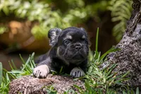 Naomi, a female French Bulldog for sale in Miami, FL – Photo 6 of 10