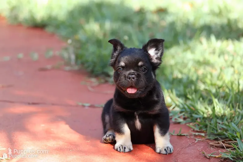 Naomi – French Bulldog puppy for sale in Miami, FL