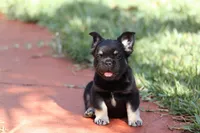 Naomi, a female French Bulldog for sale in Miami, FL – Photo 2 of 10