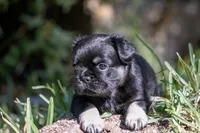 Naomi, a female French Bulldog for sale in Miami, FL – Photo 2 of 3