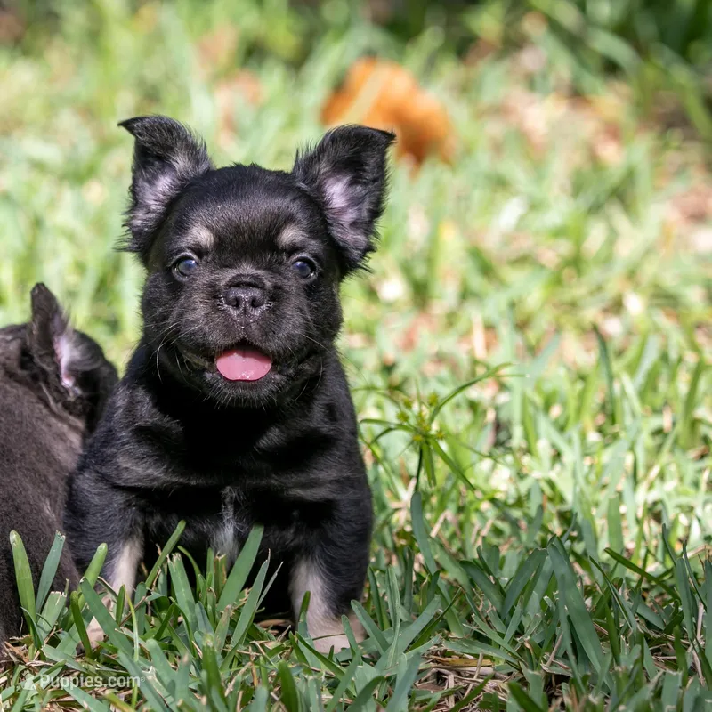 Naomi – French Bulldog puppy for sale in Miami, FL