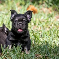 Naomi, a female French Bulldog for sale in Miami, FL – Photo 1 of 10