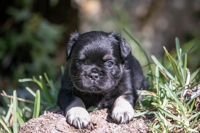 Naomi – French Bulldog puppy for sale in Miami, FL