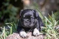 Naomi, a female French Bulldog for sale in Miami, FL – Photo 1 of 3