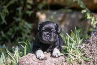 Naomi, a female French Bulldog for sale in Miami, FL – Photo 3 of 3