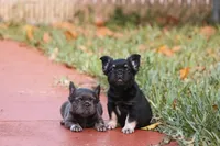 Naomi, a female French Bulldog for sale in Miami, FL – Photo 9 of 10