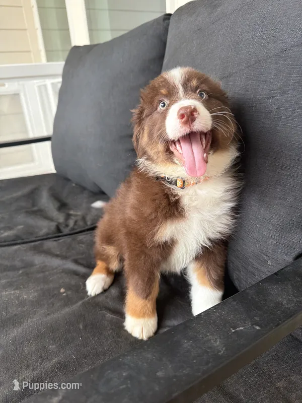 Peanut – Australian Shepherd puppy for sale in San Antonio, TX