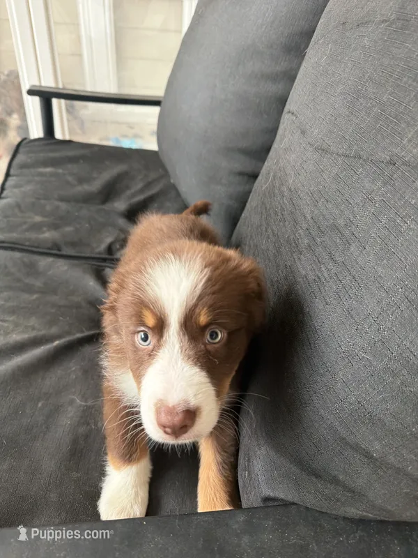 Bear – Australian Shepherd puppy for sale in San Antonio, TX