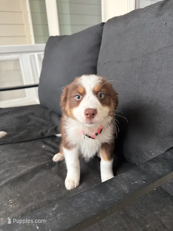 Lucky – Australian Shepherd puppy for sale in San Antonio, TX