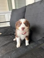 Lucky, a female Australian Shepherd for sale in San Antonio, TX – 1 of 1