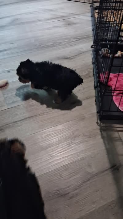Ella, a female Yorkshire Terrier for sale in Kernersville, NC – 5 of 5
